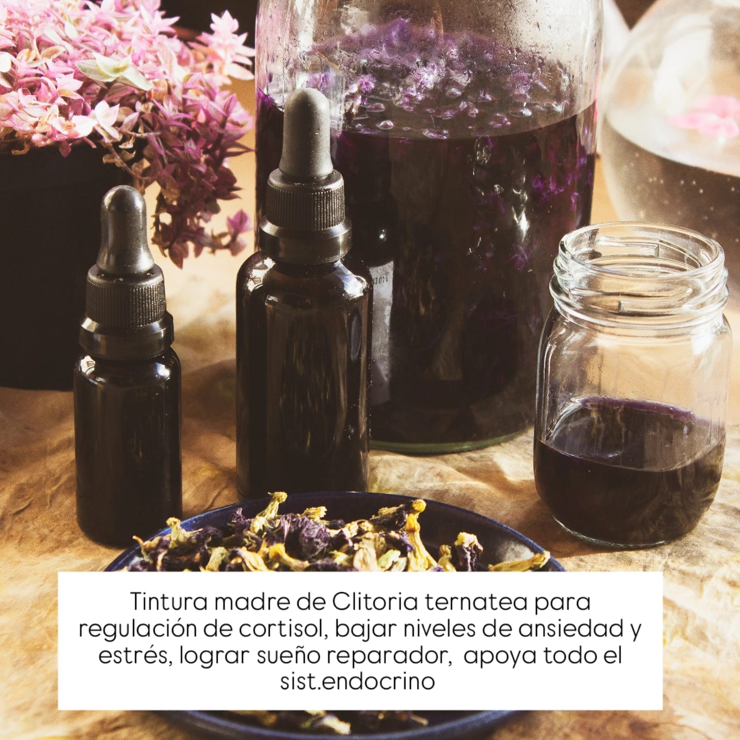 Customer photo review of Butterfly Pea Clitoria