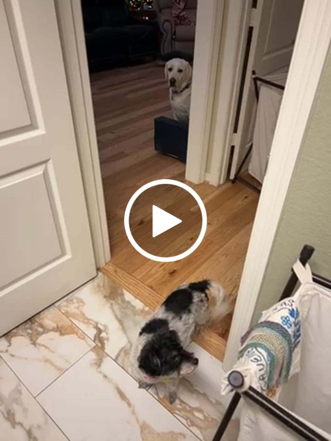 Customer video review of Buddy Guard + Omega Love+