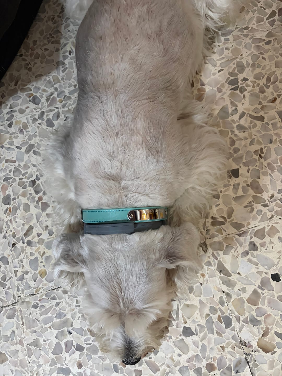Customer photo review of Collar de Identificación Personalizado Menta