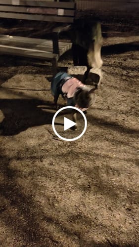 Customer video review of Weight & Fitness Premium Harness | Health Enhancement - x5 Pockets - Pink