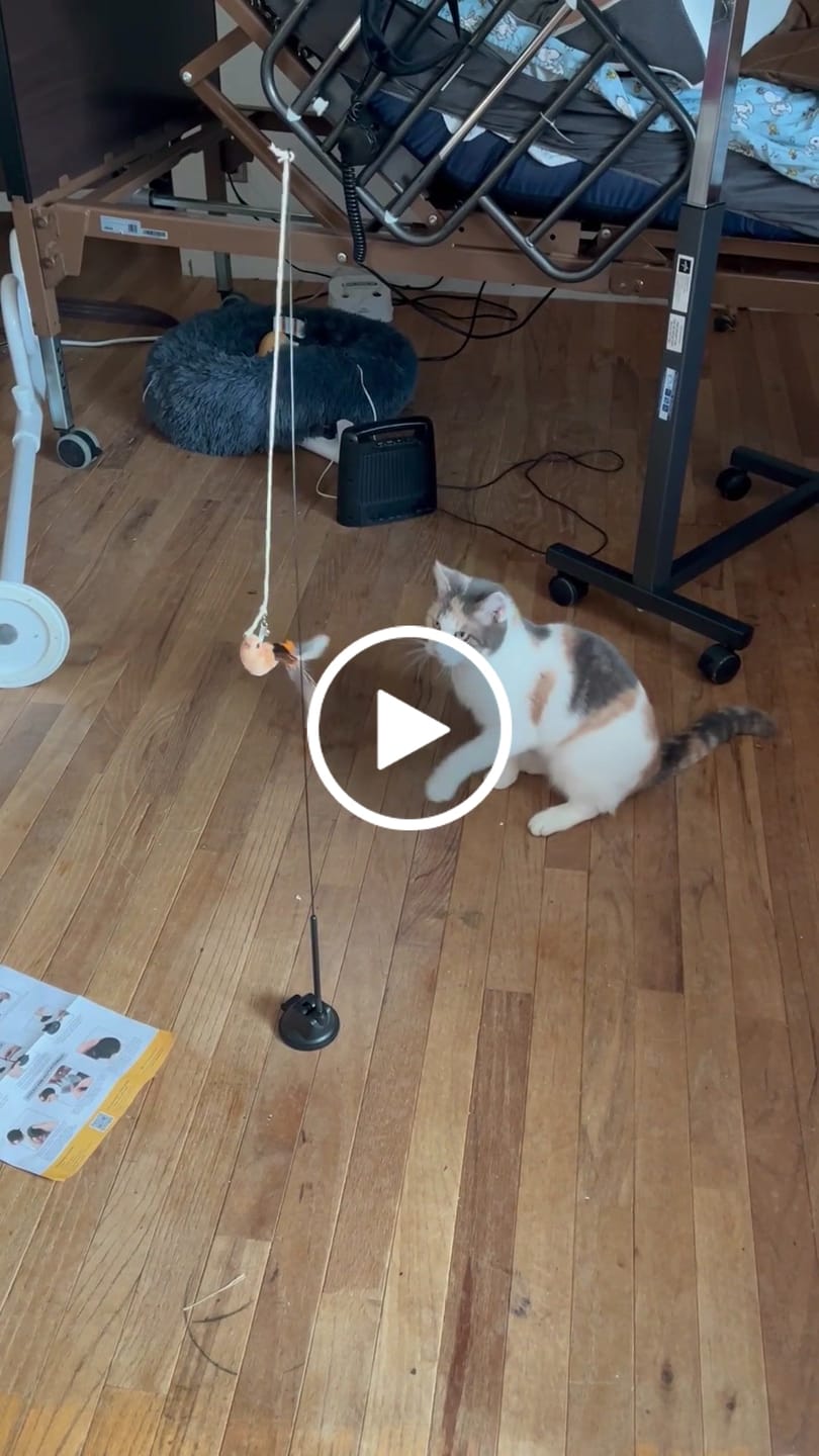 Customer video review of Interactive Bird Simulation Cat Toy Set | Leo's Paw