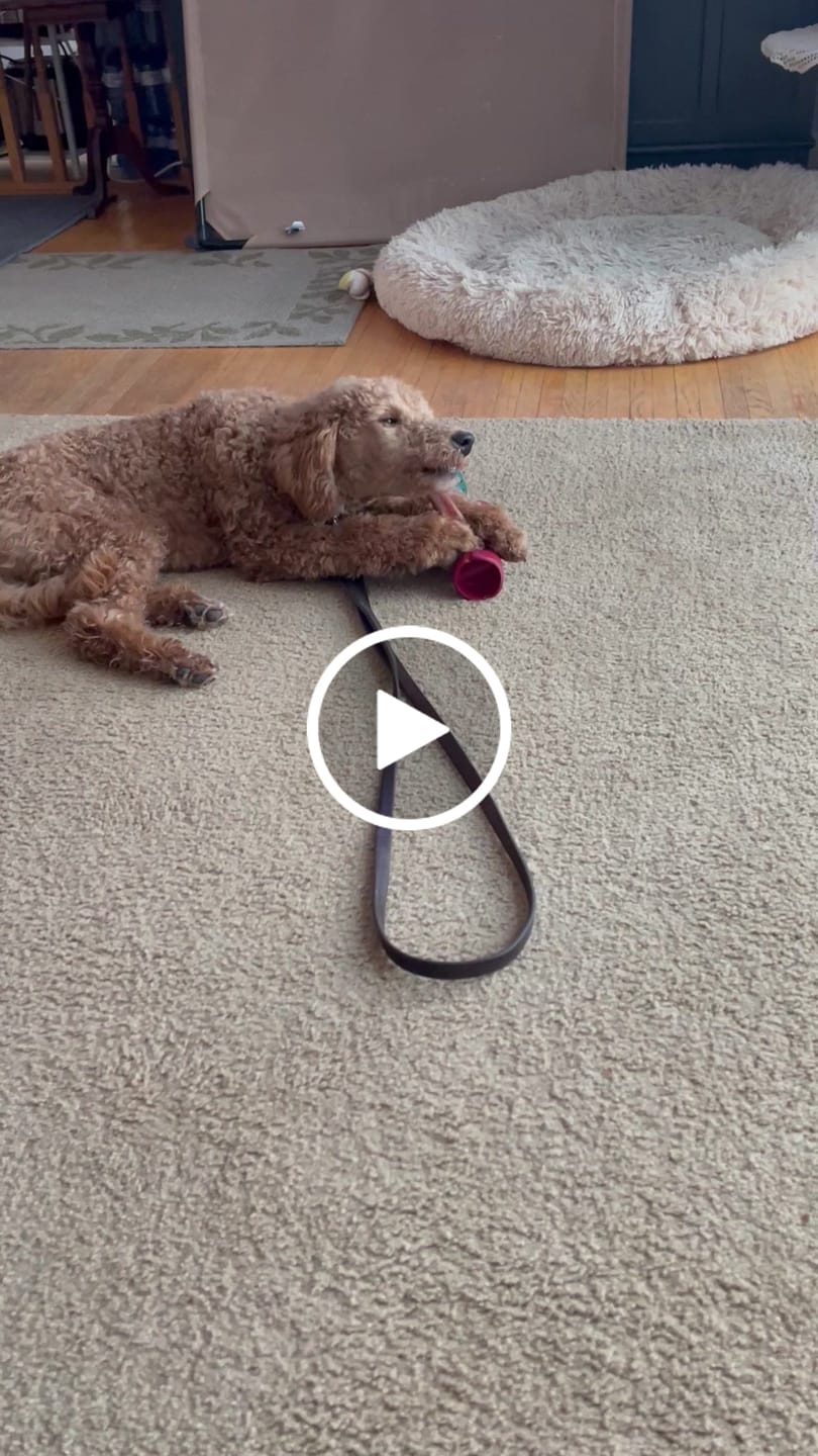 Customer video review of Bully Stick Safety Holder