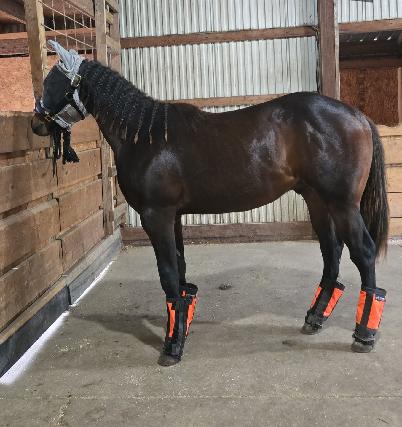 Customer photo review of Pro Balance™