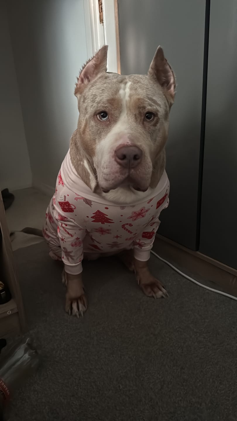 Customer photo review of Dog Christmas Pajama - Candy Cane