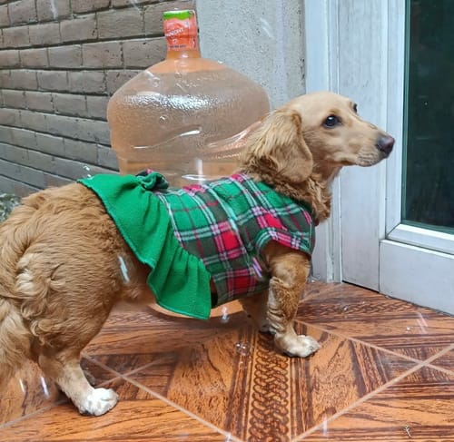 Una clienta muestra a su perrita usando el vestido para mascota a cuadros rojos y verdes.
