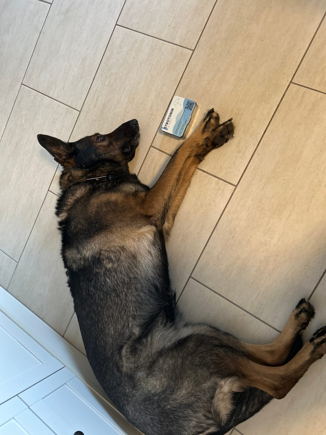 Customer photo review of Strotonin Dog Support