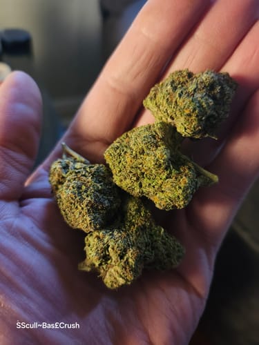 A reviewer's hand holding several dense, green Fire OG buds.