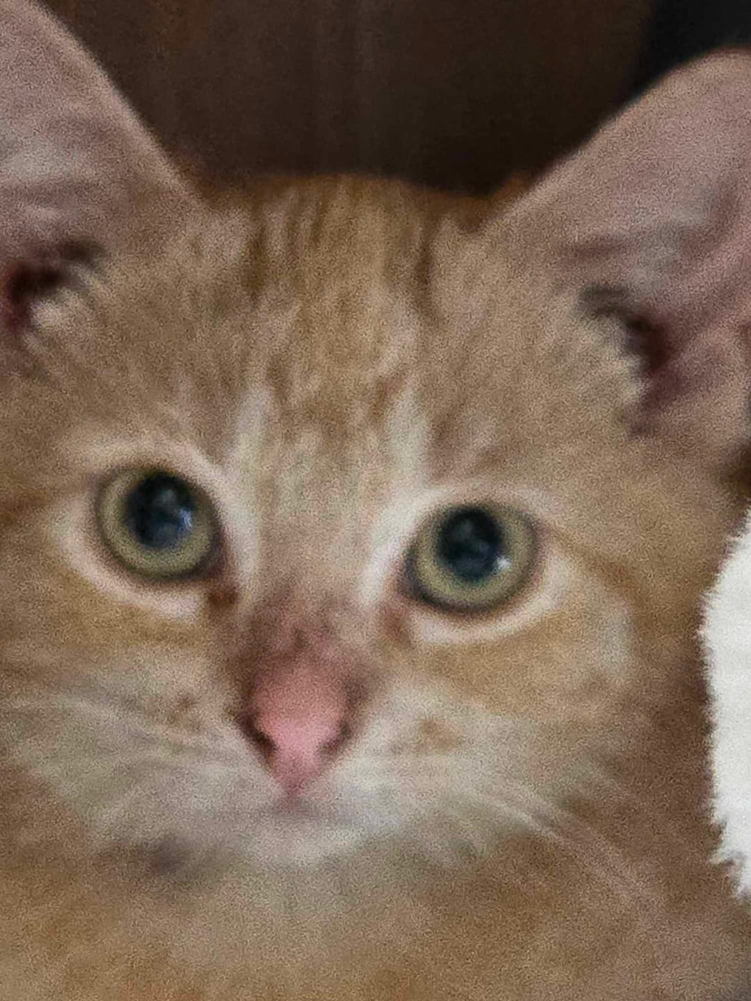Customer photo review of Michu Tofu Cat Litter Gen3 6L- Dust-Free and Natural Clumping Tofu-Based Formula for Easy Cleanup