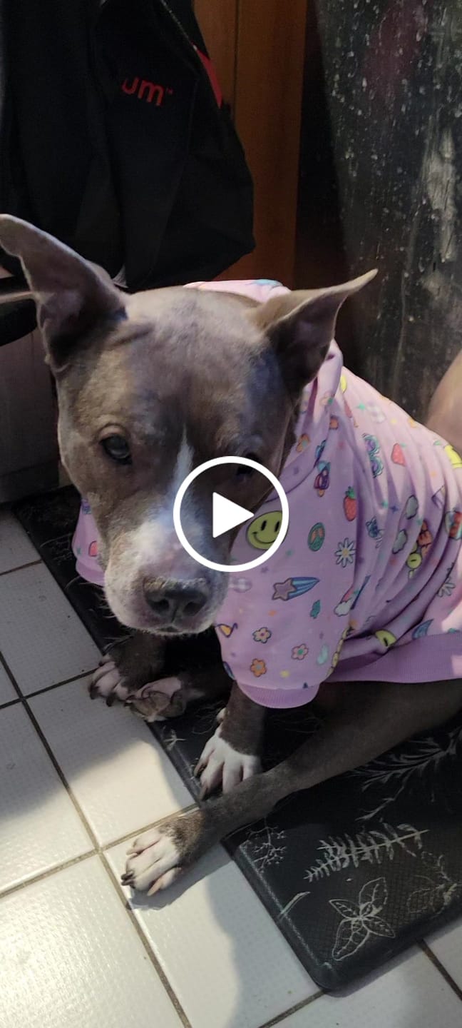 Customer video review of Good Vibes Dog Hoodie - Purple