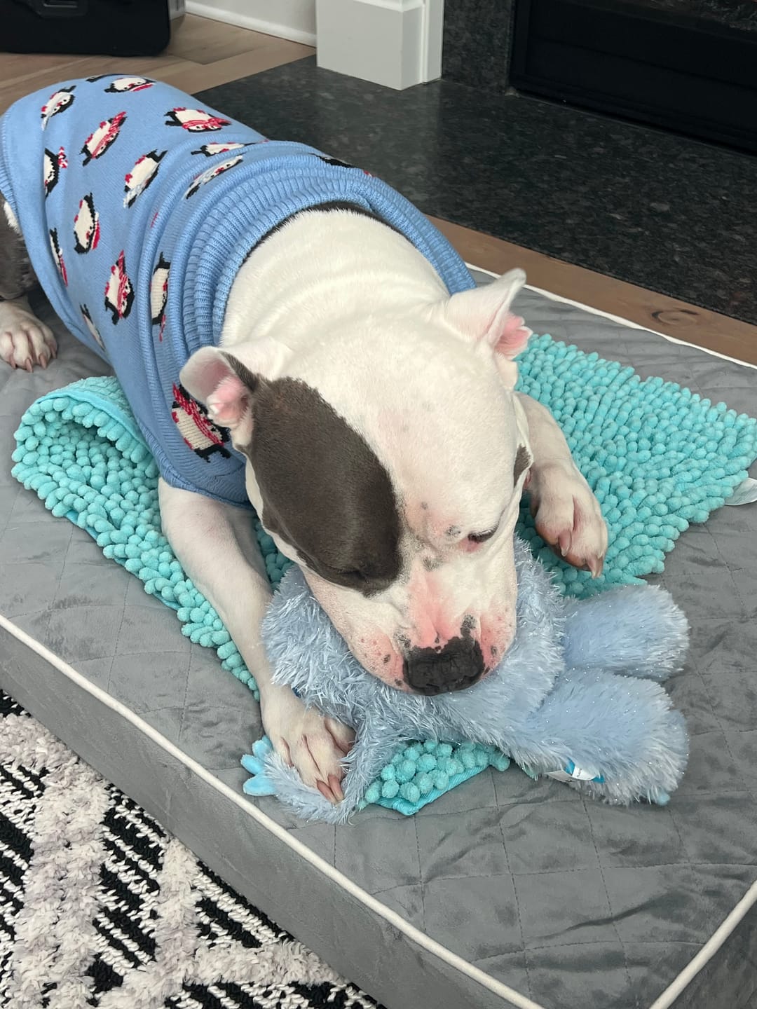Customer photo review of Dog Sweater - Penguins