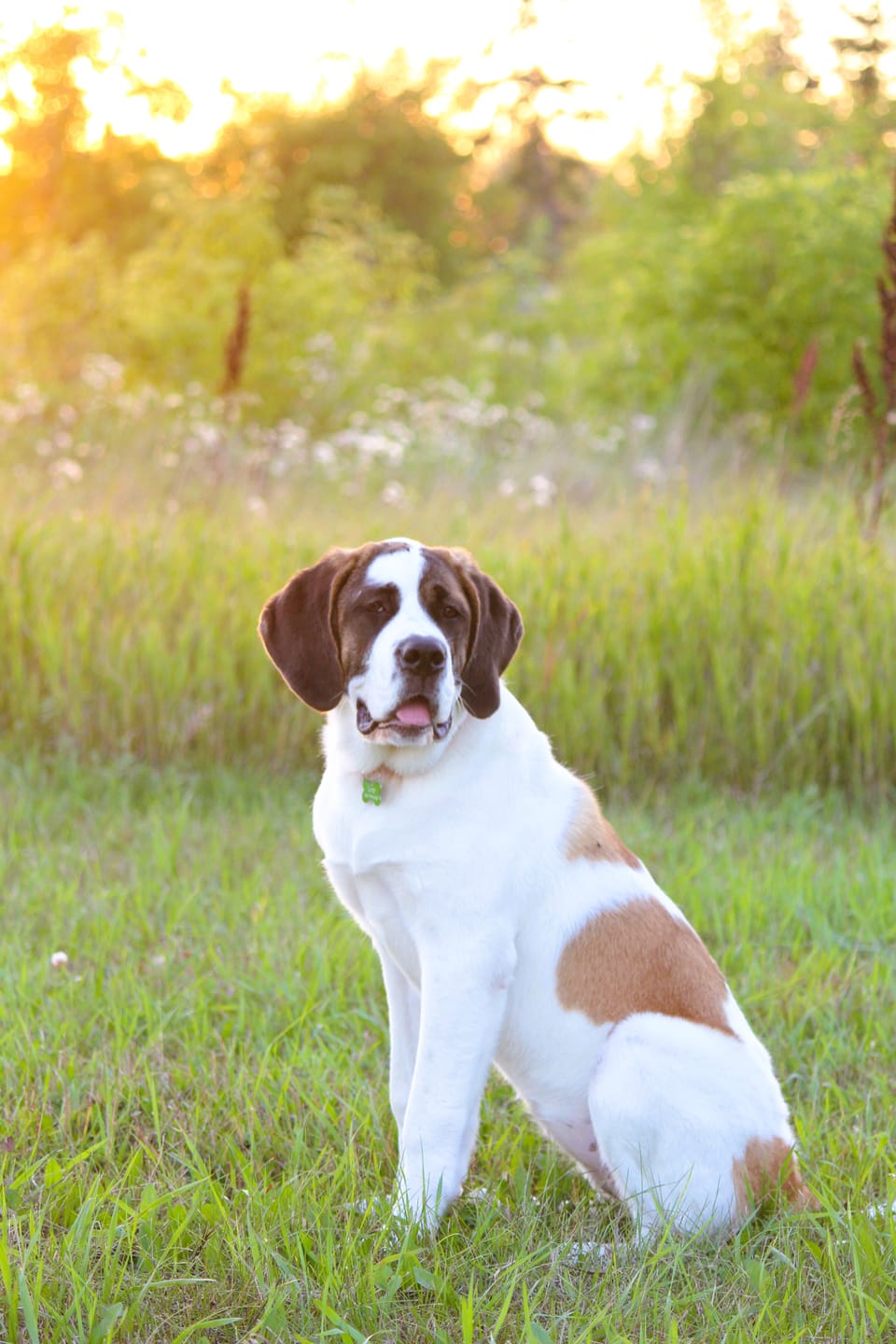 Customer photo review of 10-12 Inch Champion Chew