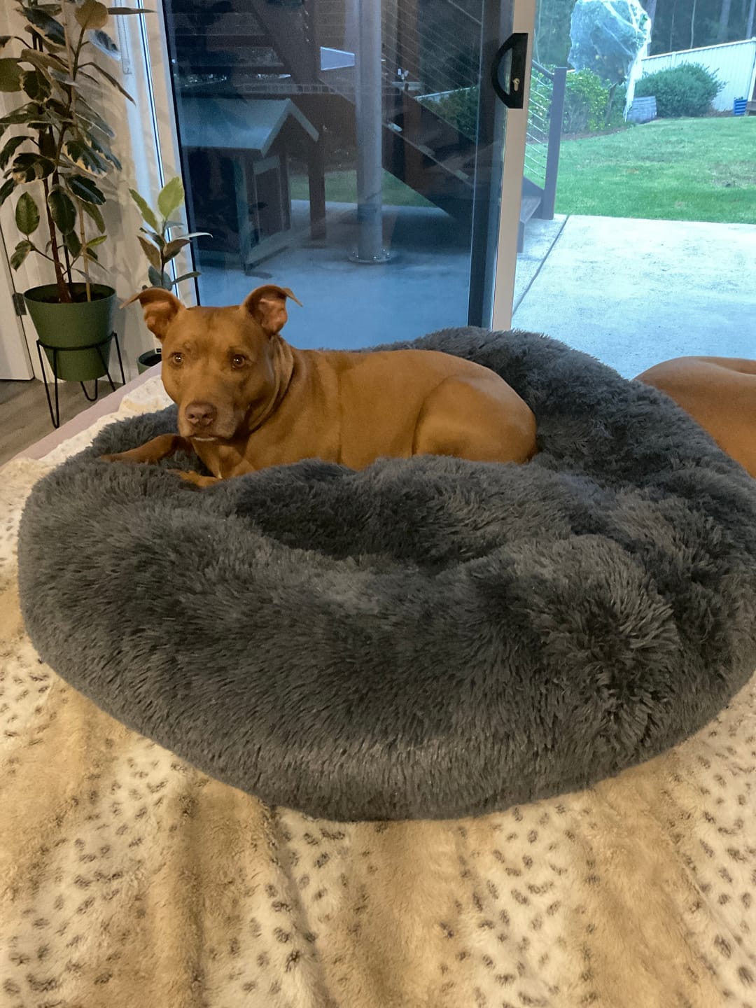 Customer photo review of Premium Calming Dog Bed