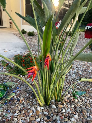 Customer photo review of Bulk 32" Birds of Paradise Stem Real Touch Latex Strelitzia Flowers Wholesale