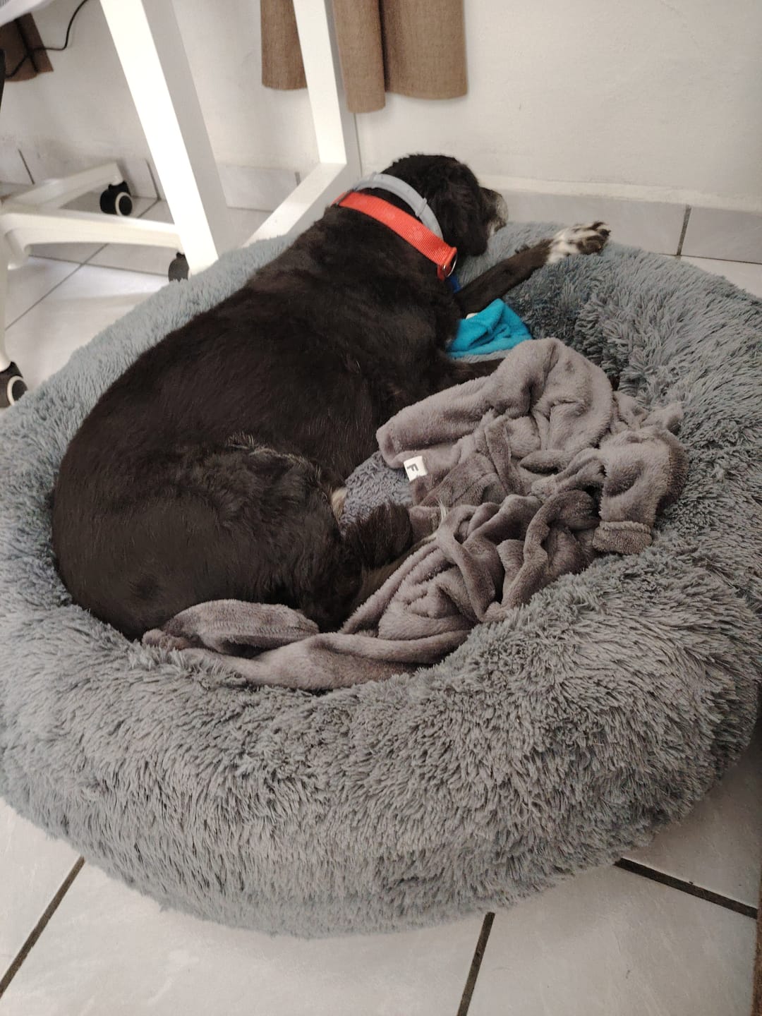 Customer photo review of Funda Original para Cama Antiestrés para Perros