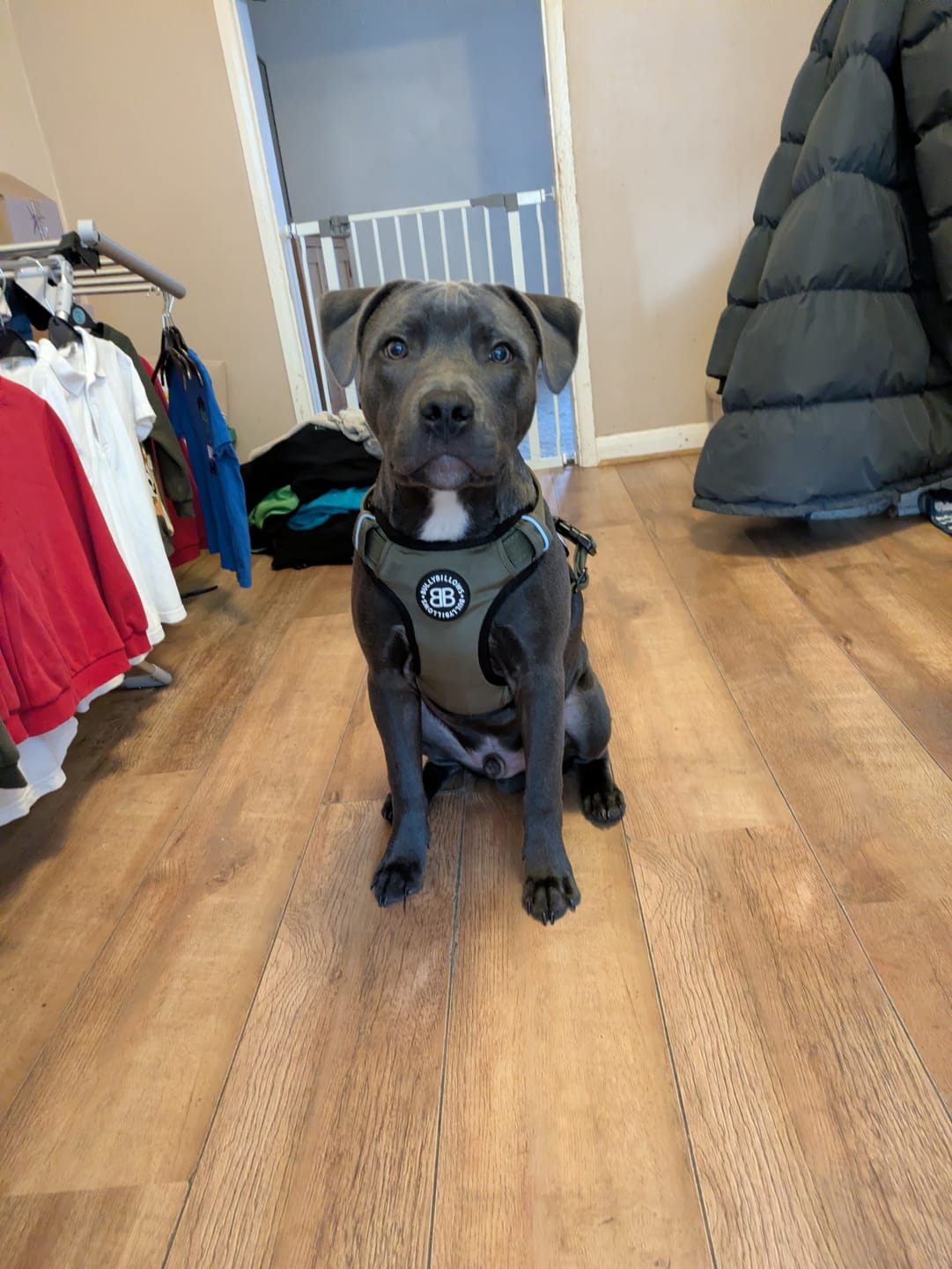Customer photo review of Comfort Premium Harness | Non Restrictive - Khaki