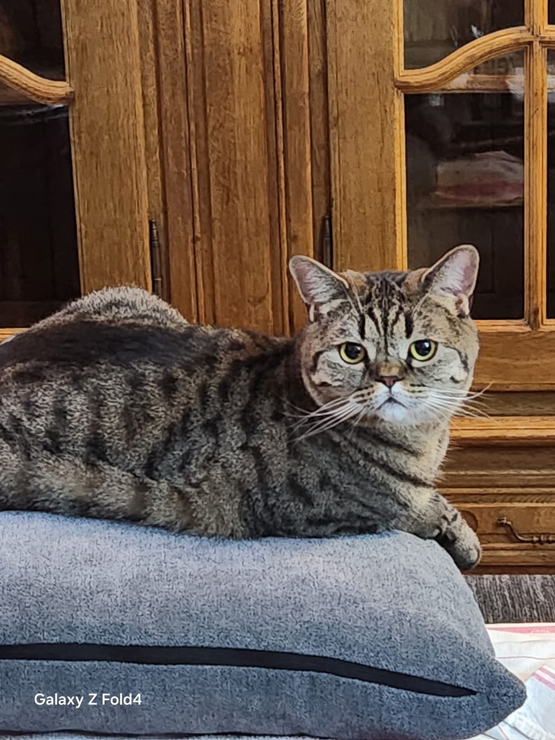 Customer photo review of Nieren Vitalsuppe für Katzen