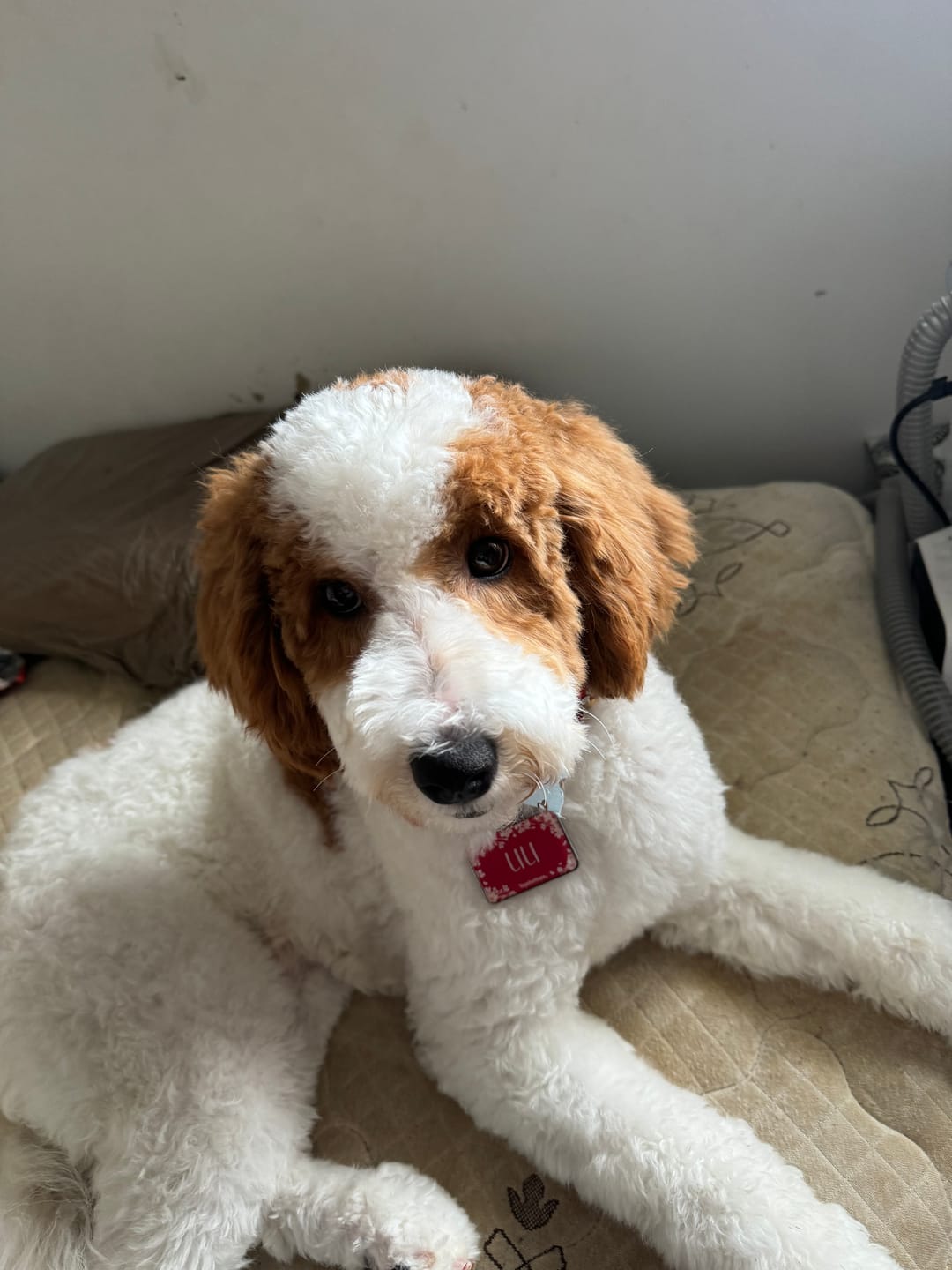 Customer photo review of Freeze-Dried Raw Beef Meal Bites