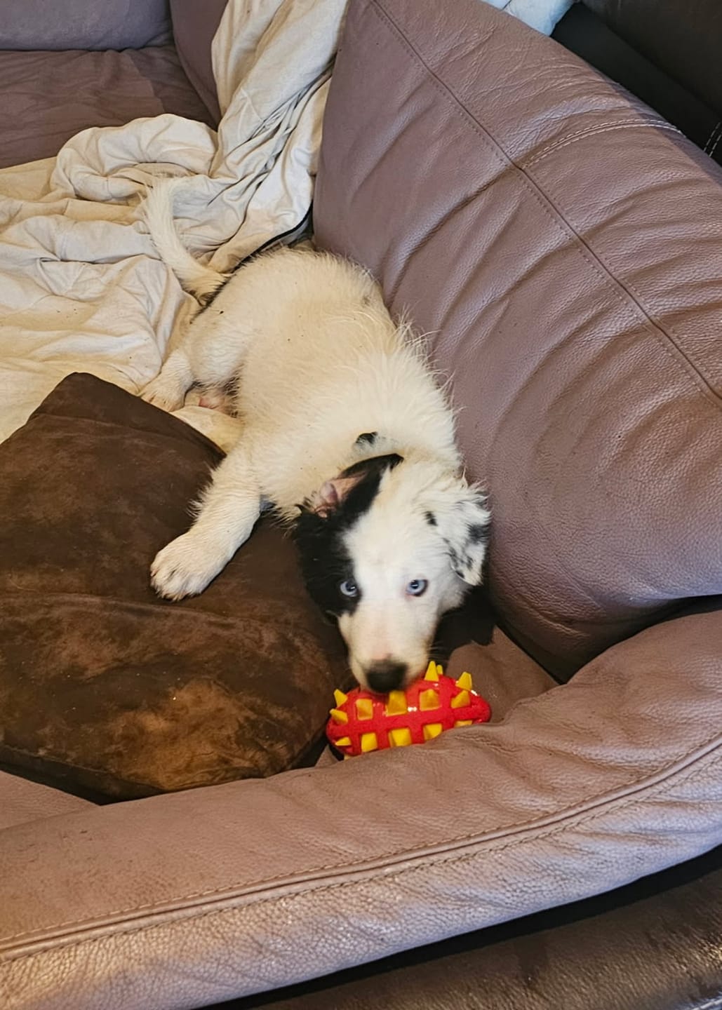 Customer photo review of Télécommande anti-aboiement PuppySafe