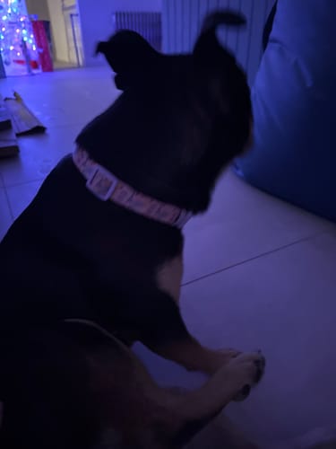 Customer photo review of Collar - Emily In Paris