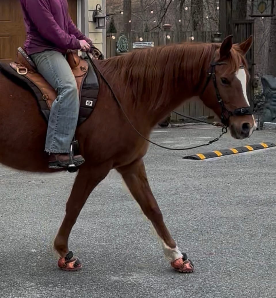 Customer photo review of Renegade® Viper Shield™ Hoof Boot Seconds - Arizona Copper