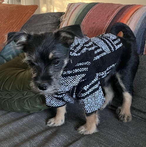 Customer photo review of Playa Poncho – Killer Whale