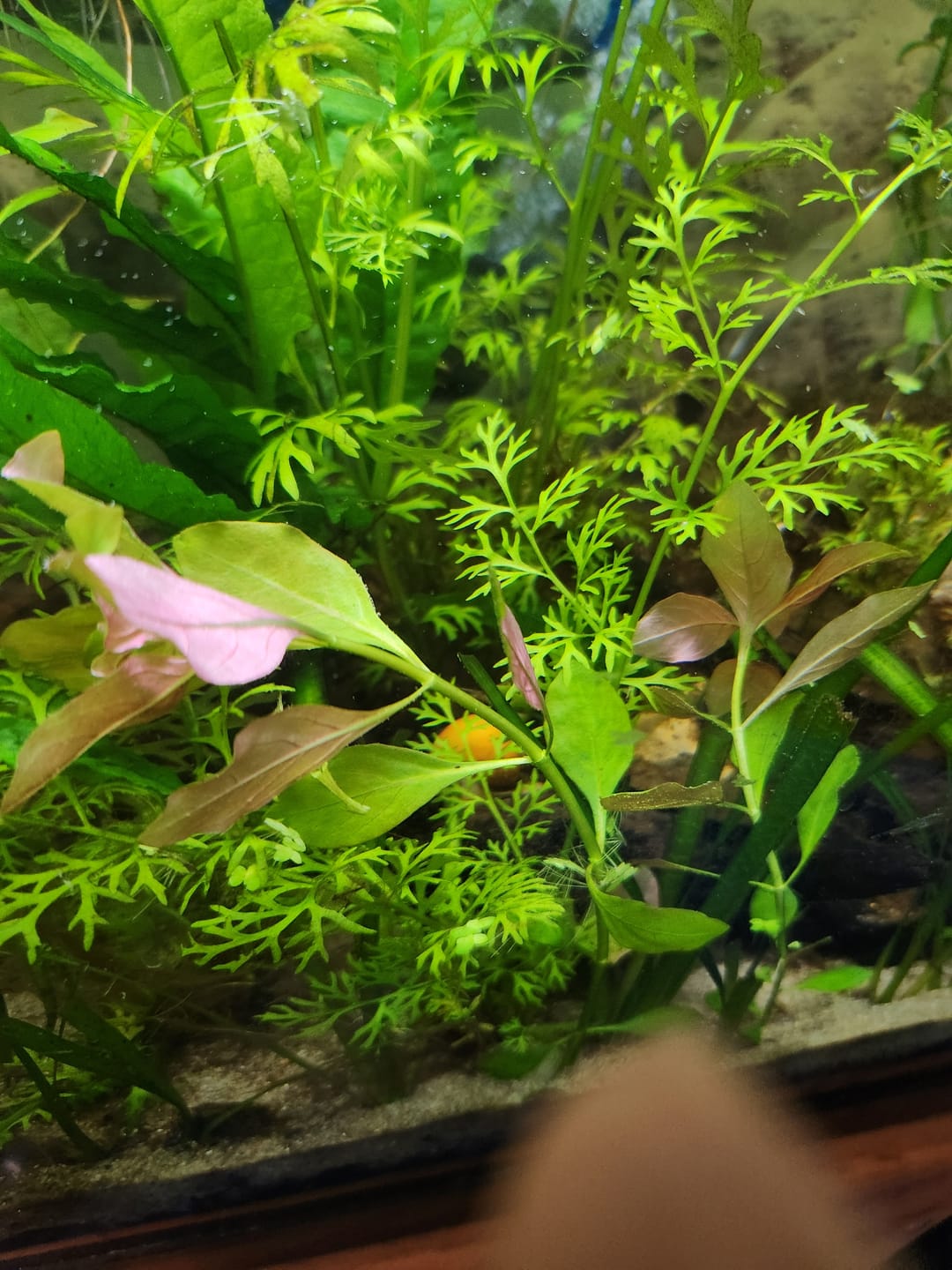 Customer photo review of Gold Mystery Snail