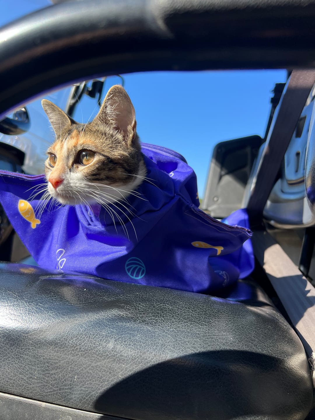 Customer photo review of Kitastic Cat Carrier