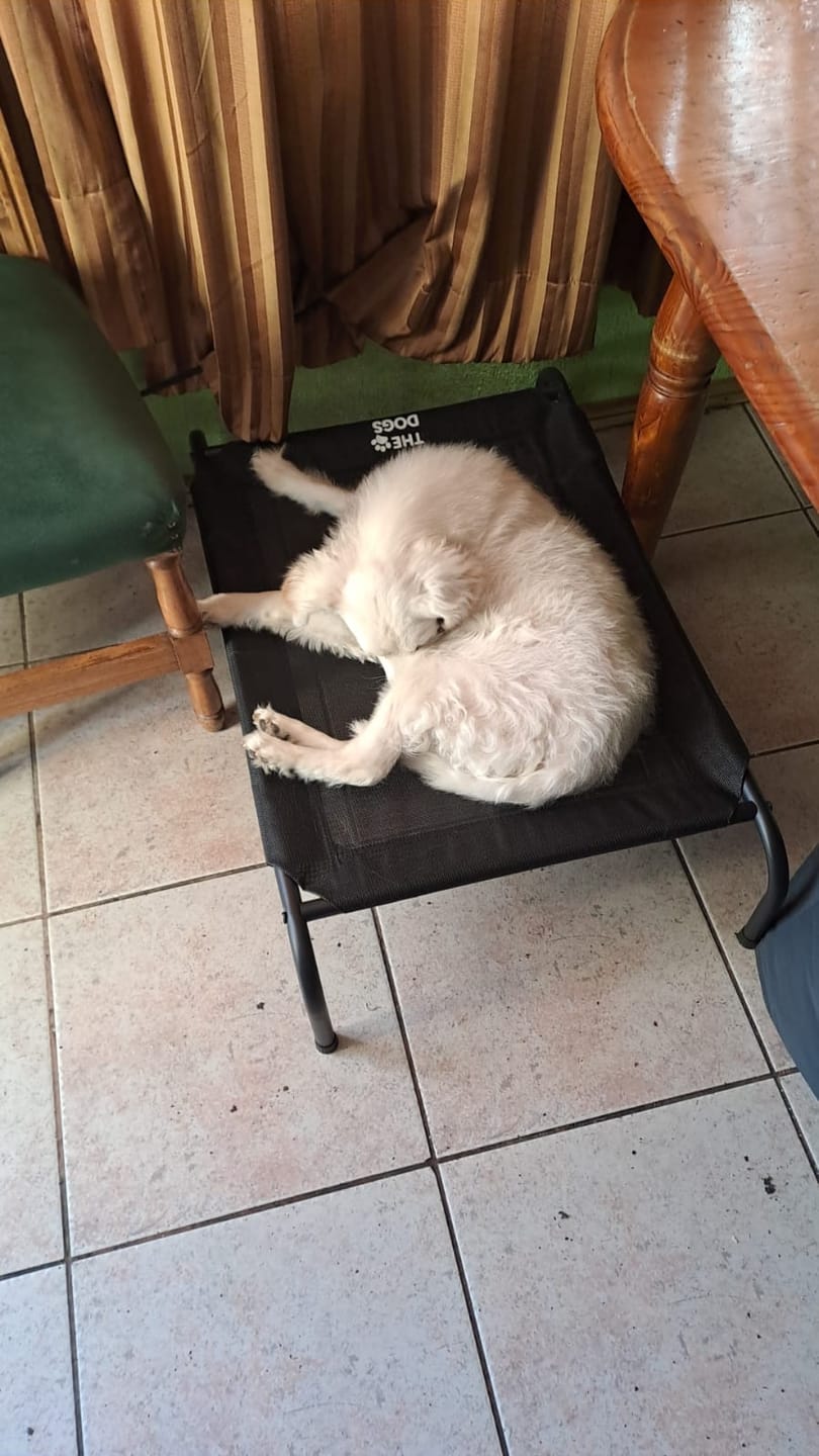 Customer photo review of Cama Elevada THE DOGS: Frescura y Ventilación