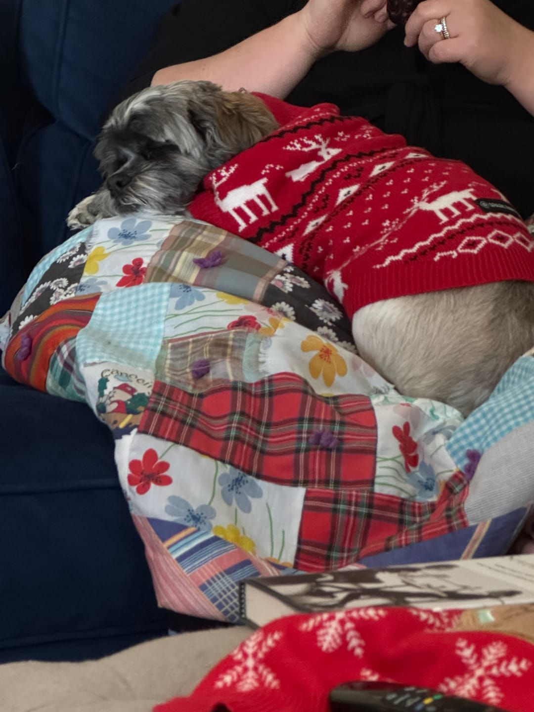 Customer photo review of Knit Christmas Dog Sweater - Dasher Red