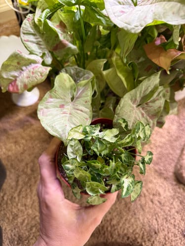 Customer holding the small Syngonium 'Pixie' to compare its size with a larger plant in the background.