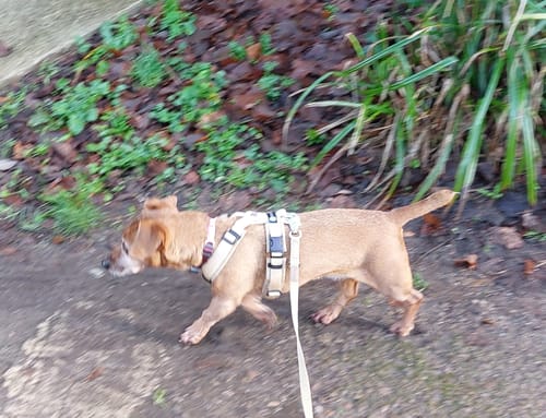 Customer photo review of Y Shaped Harness Champaign - SHORT Back | AnnyX