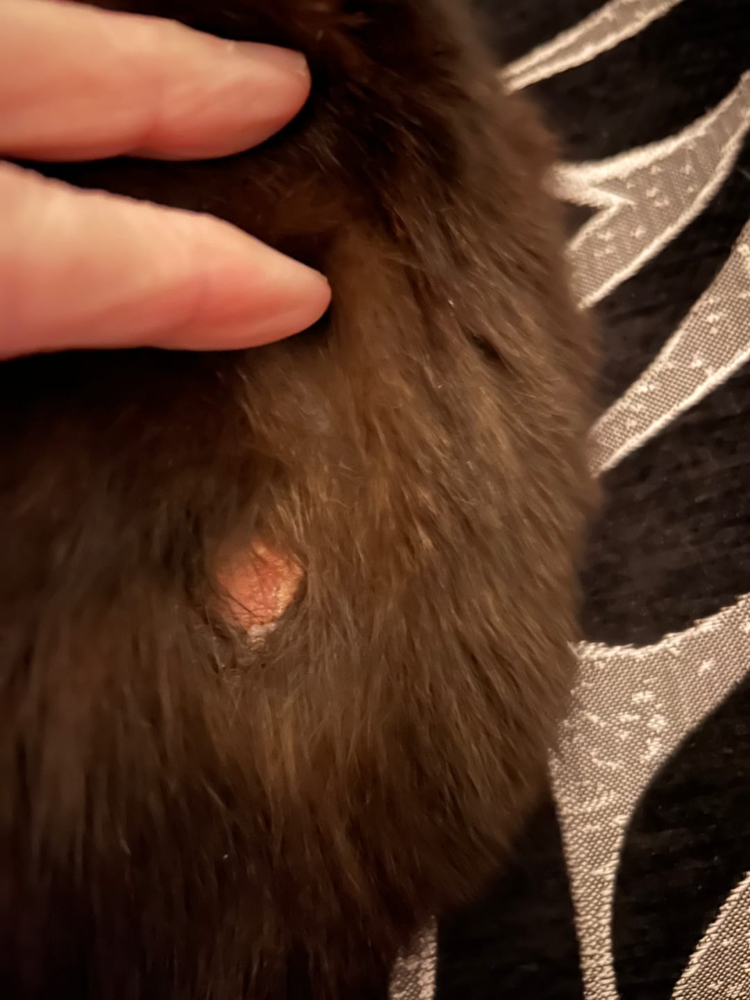 Customer photo review of Cat Gel