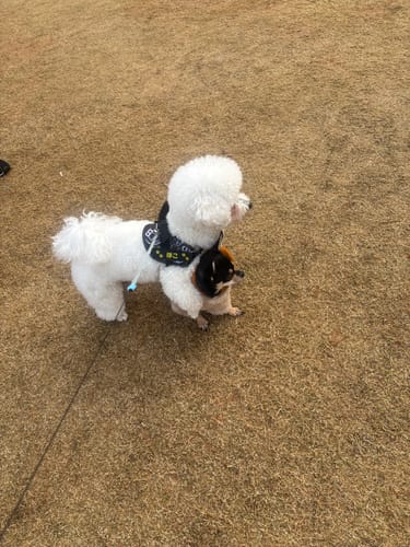 Customer photo review of FunFunPet 高機能ハーネス（お名前タグ作成サービス付き）