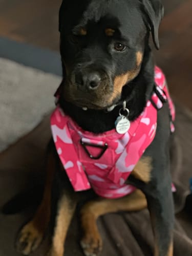 Customer's Rottweiler sitting and facing forward while wearing a pink camouflage harness.