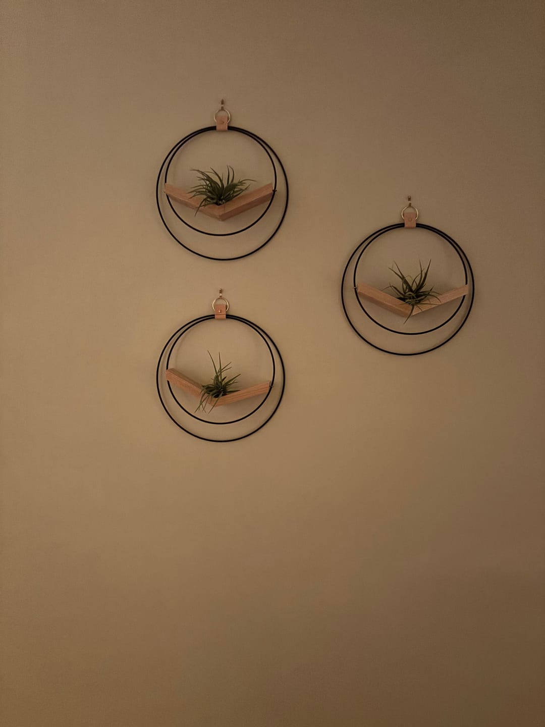 Customer photo review of Air Plant