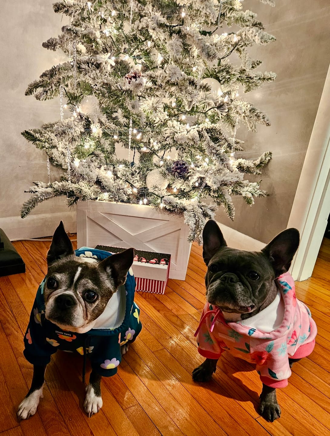 Customer photo review of Blossom Dog Hoodie - Pink
