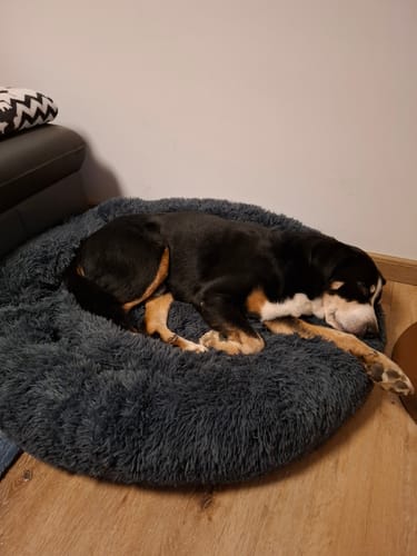 Customer photo review of Puppery Hundebett Wolke 7 - Das Original