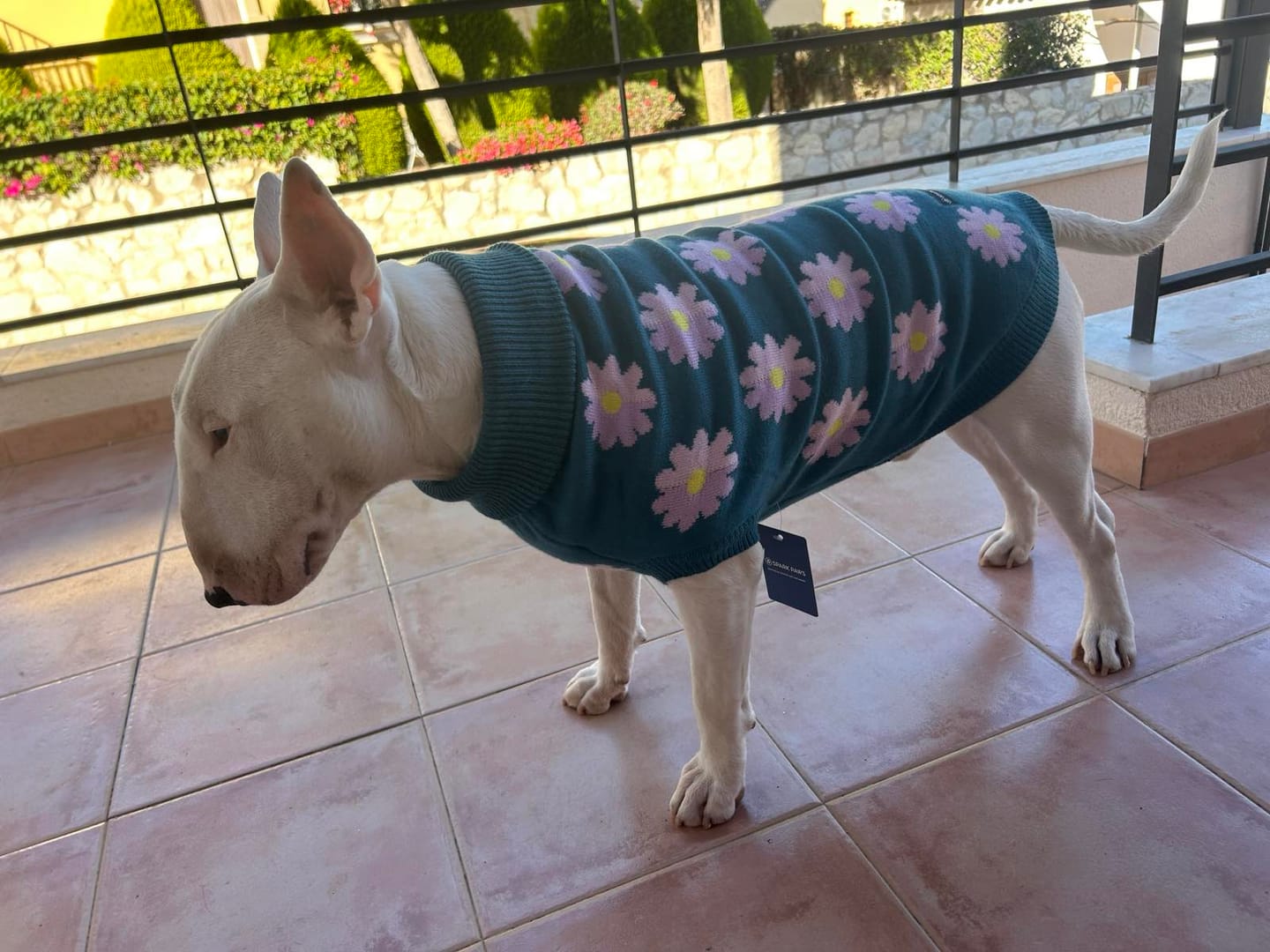 Customer photo review of Flower Knit Dog Sweater