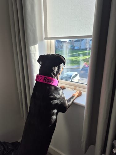 Customer photo review of 5cm Combat® Collar | With Handle & Secure Clip - Magenta