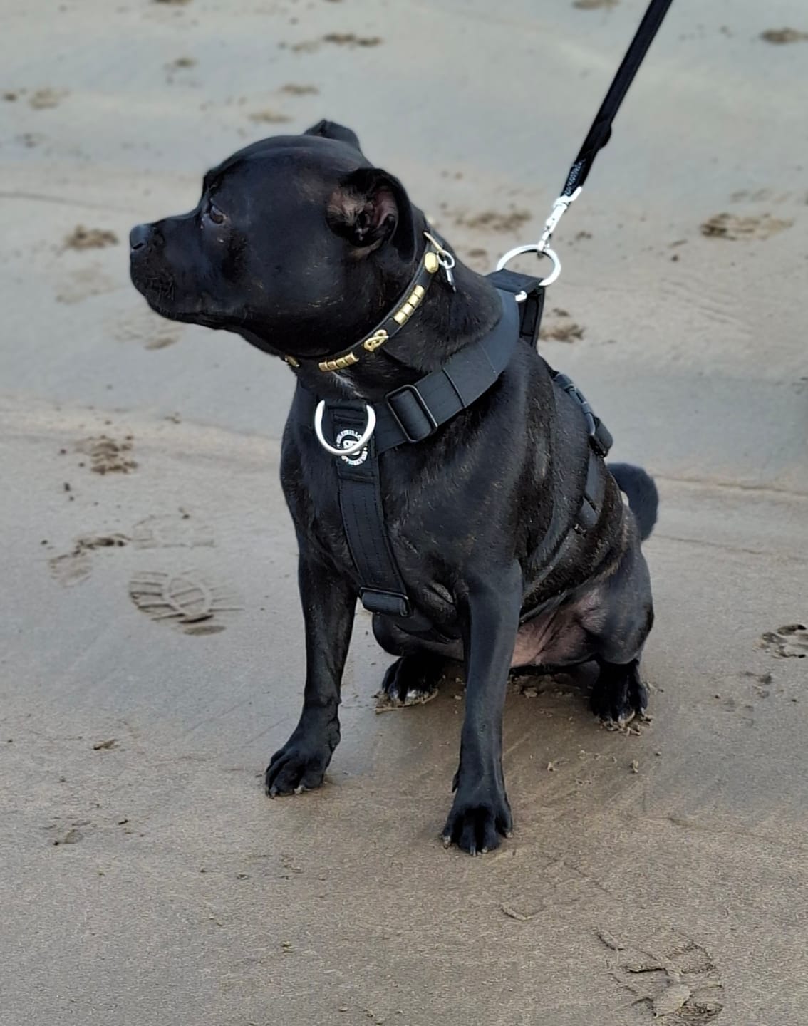 Customer photo review of Training Anti Pull TRI-Harness® | M-XL Breeds - Black