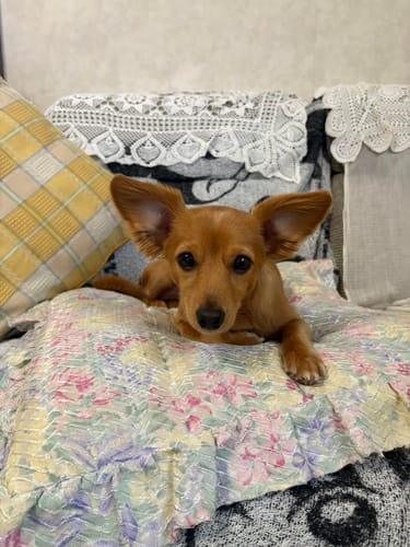 Customer photo review of FunFunPet 高機能ハーネス（お名前タグ作成サービス付き）