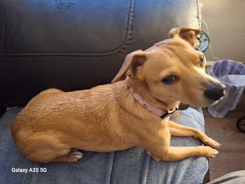 Customer photo review of K9 Soothe