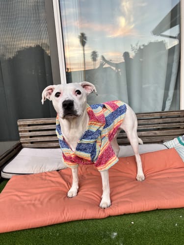 Customer photo review of Playa Poncho – Parrotfish