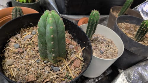 Customer photo review of Trichocereus Hybrid Variety Packs | Cactus Collector Variety Packs