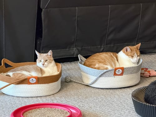 Customer photo review of Instinct Basket | Handwoven & Chemical-Free Cat Territory (Small is out of stock so we're price matching the Large Instinct Basket)