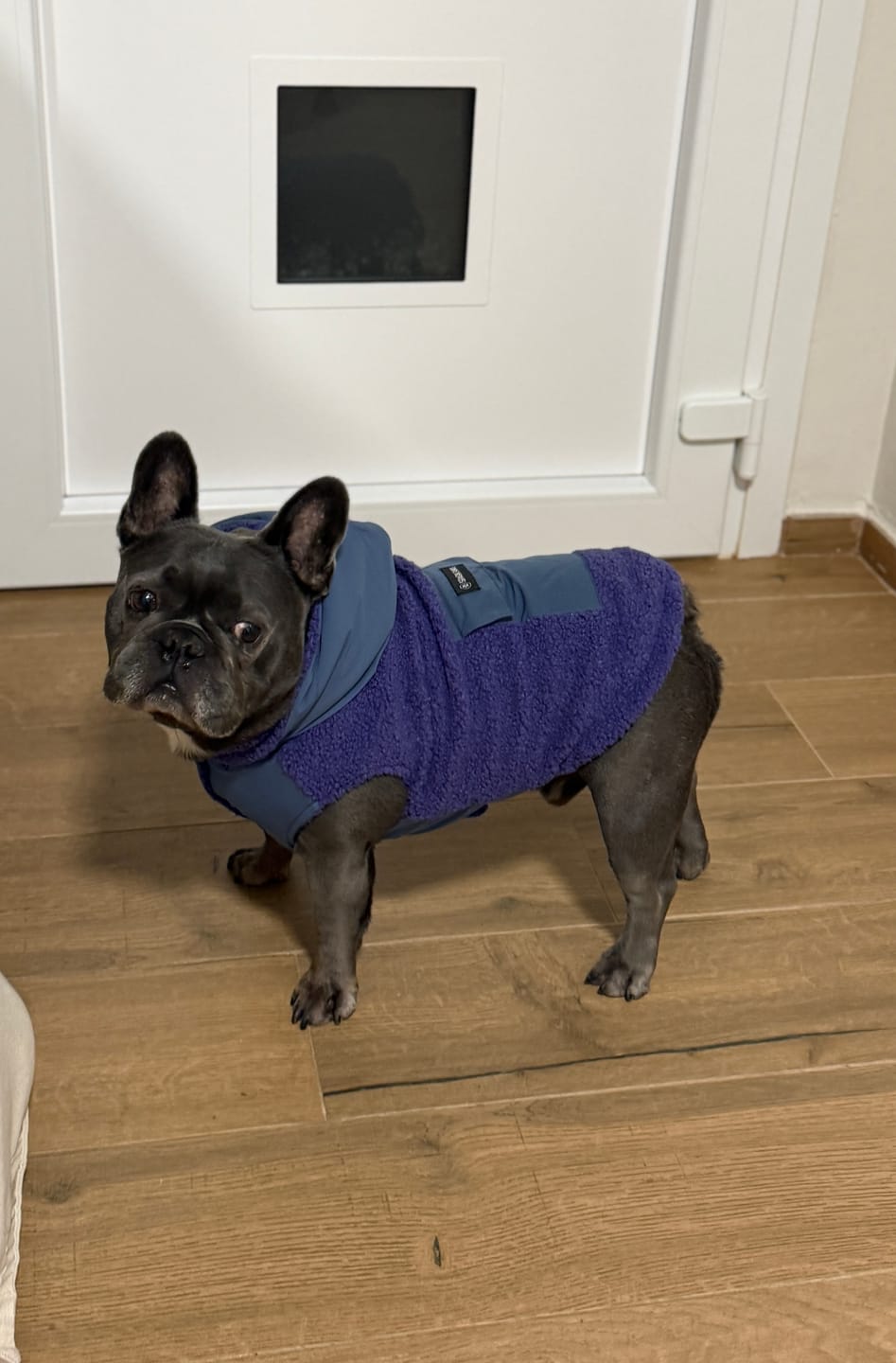 Customer photo review of Reversible Sherpa Jacket - Purple and Blue