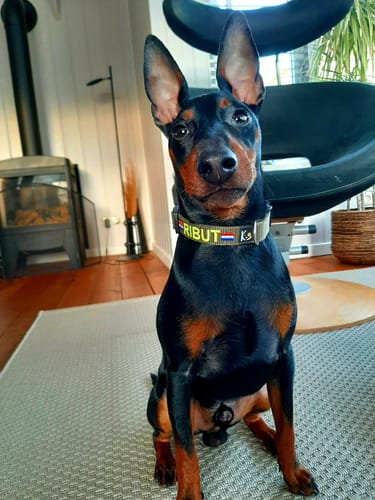 Customer photo review of Dog Collar with Name - S | 4Kyon