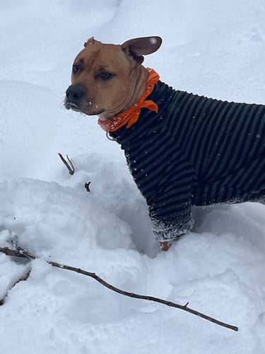 Customer photo review of Tacti Dog Leash - Black