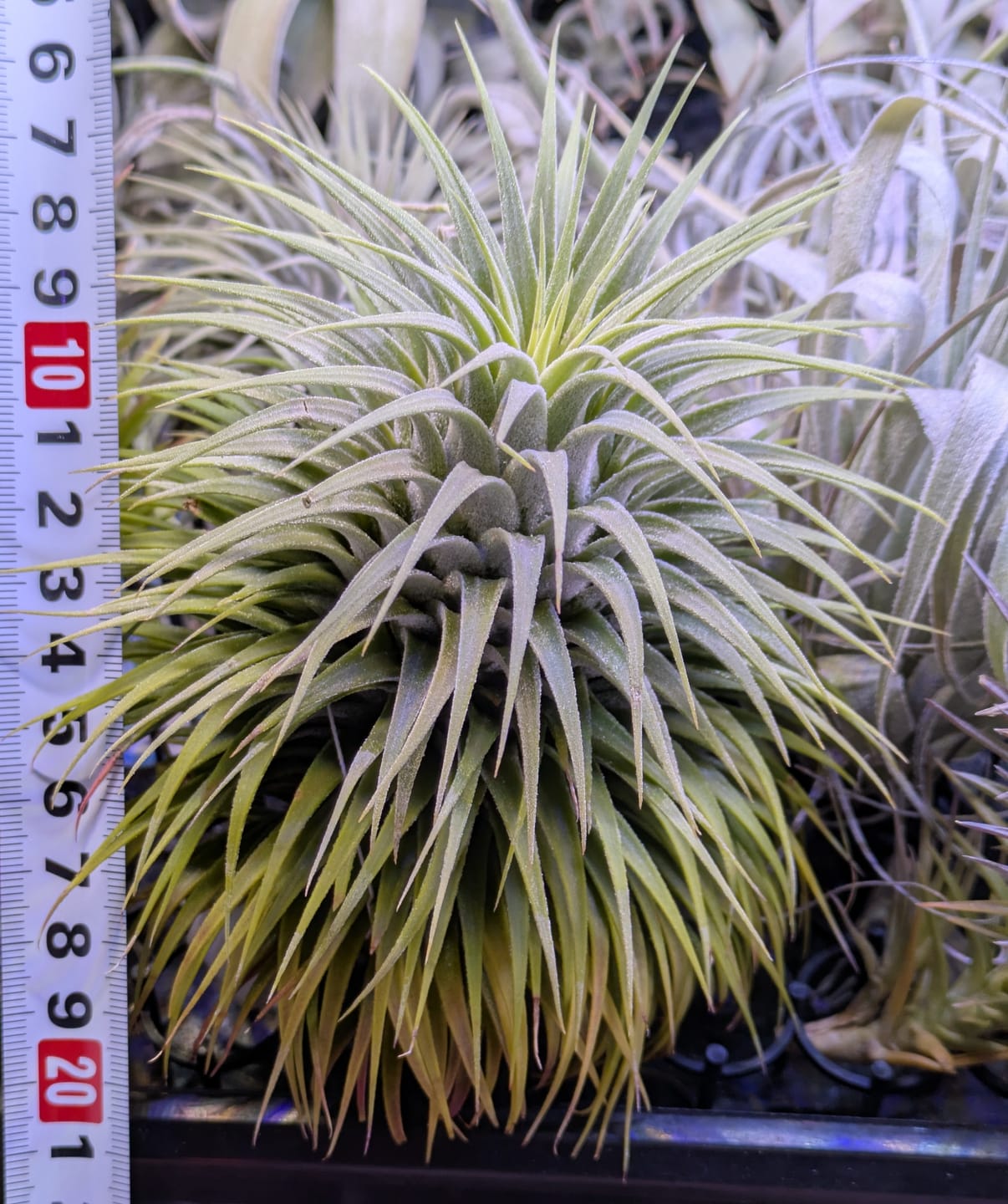 Customer photo review of Ionantha Snowball (SALE!)