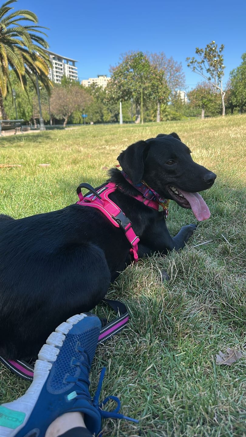 Customer photo review of Arnés Aerosport para Perros - Street Dogs - Pink